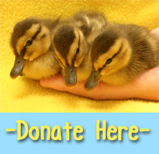 Donate to the WHS Wildlife Rehabilitation Center